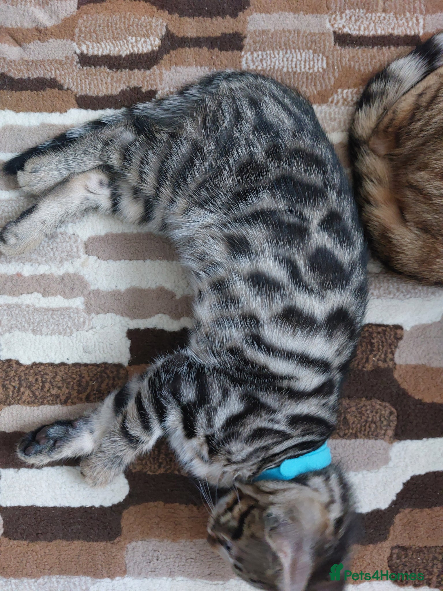 Mixed Breed cats for sale: X Bengal Kitten Mixed Tabby Boy - Advert 7
