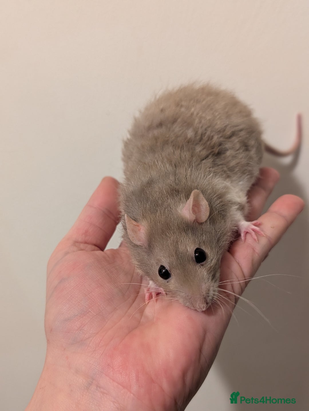 Rat rodents for sale: True dwarf rats  - Advert 4