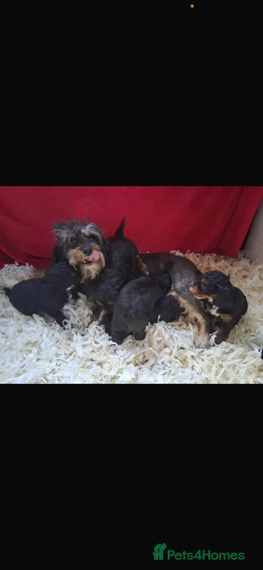 Mixed Breed dogs for sale: Beautiful cavapoo/spitz - Advert 7