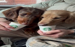Miniature Dachshund dogs for sale: Bo & Evie mini dachshunds  - Image 4
