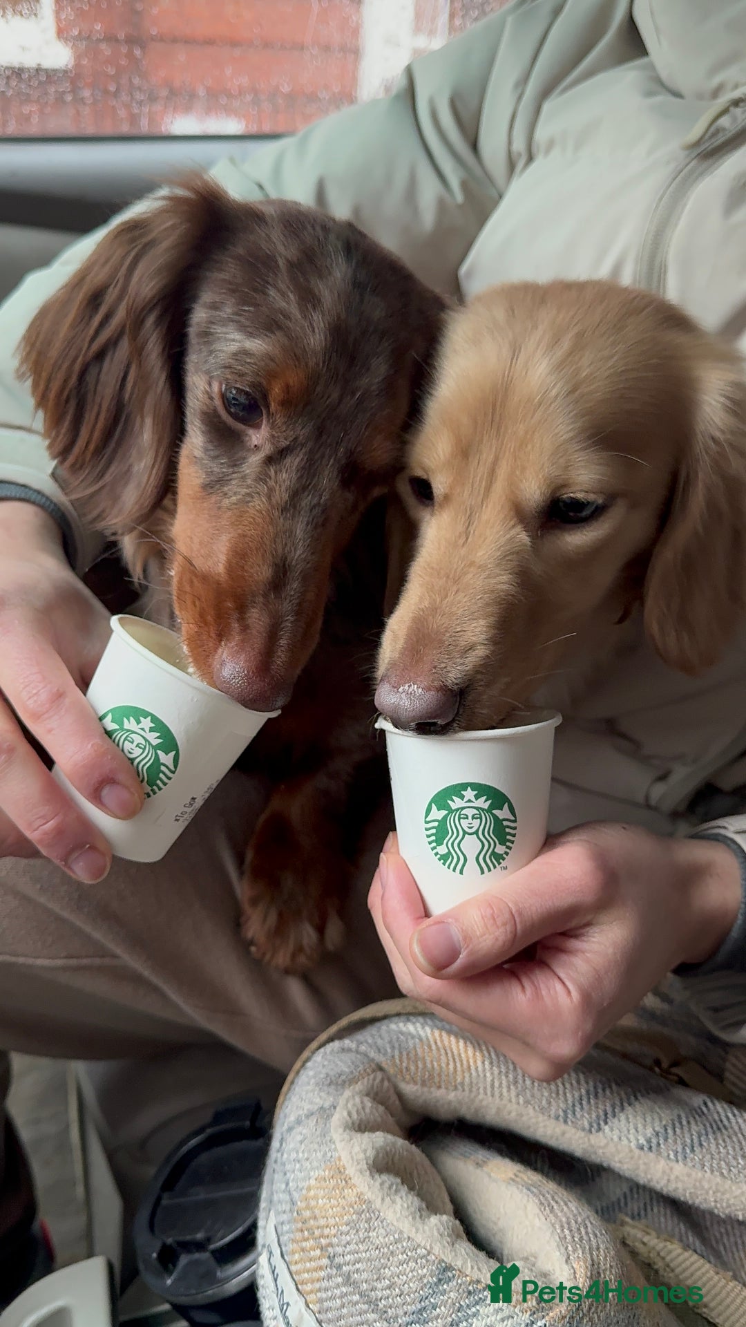 Miniature Dachshund dogs for sale: Bo & Evie mini dachshunds  - Image 4