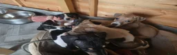 Lurcher dogs for sale: Lurchers in Newbiggin-by-the-Sea - Advert 4