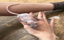 Rat rodents for sale: 2 girl rats rehoming w/ free cage and accessories - Image 6