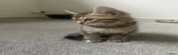 Bengal cats for sale: Bengal kittens  - Advert 6