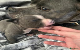 Staffordshire Bull Terrier dogs for sale: Blue Staffordshire bullterrier  - Image 8