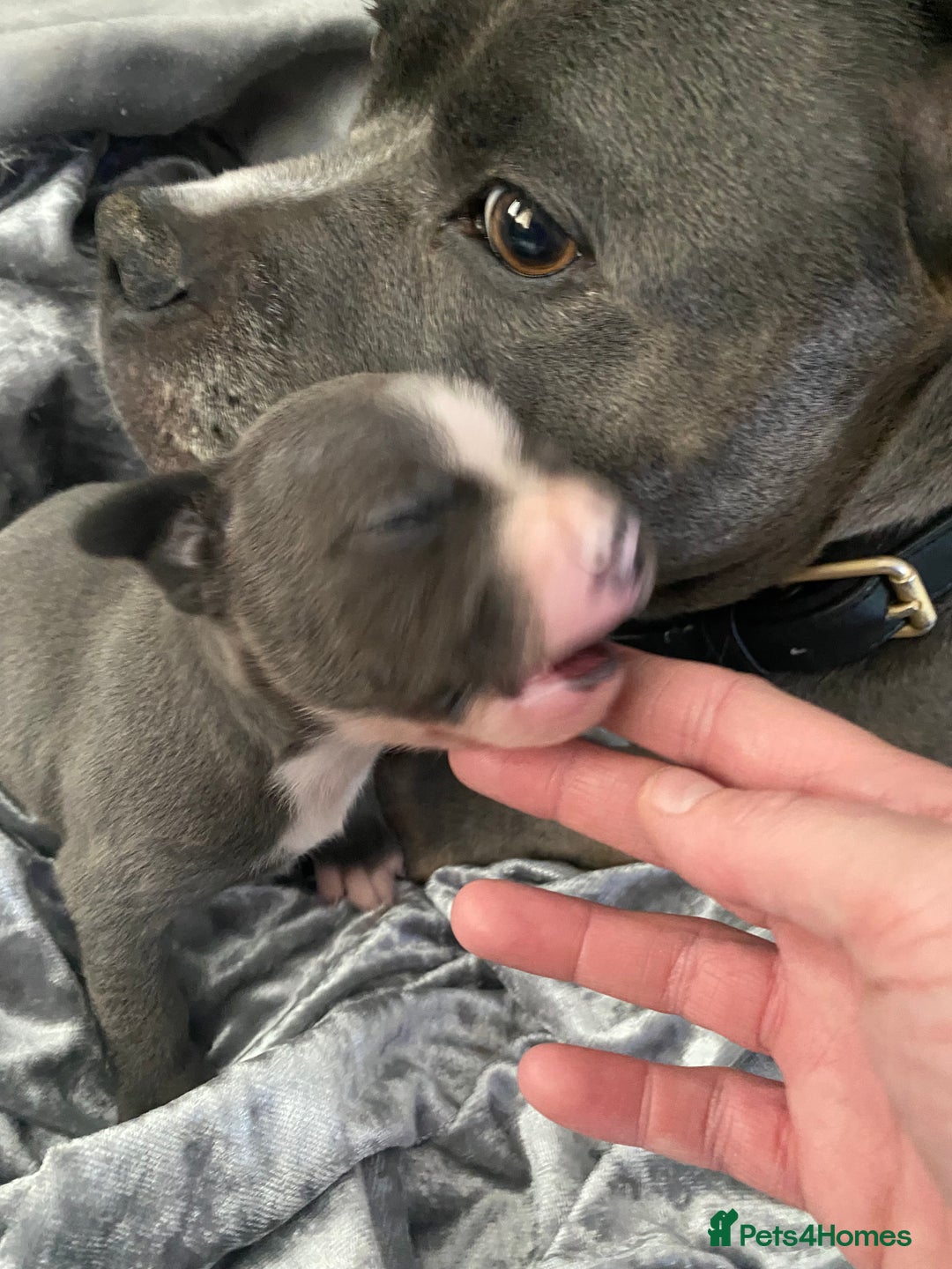 Staffordshire Bull Terrier dogs for sale: Blue Staffordshire bullterrier  - Image 8