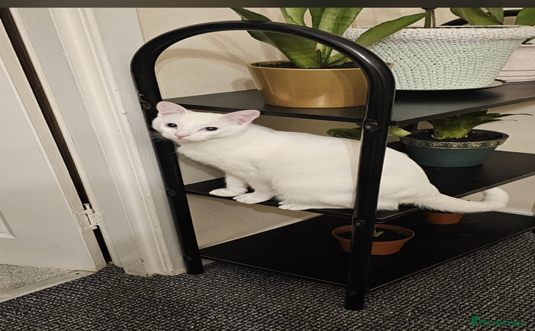 Ragdoll cats - Advert 12