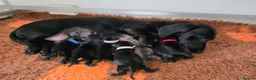 Miniature Dachshund dogs for sale: KC reg, solid Black puppies  - Advert 1