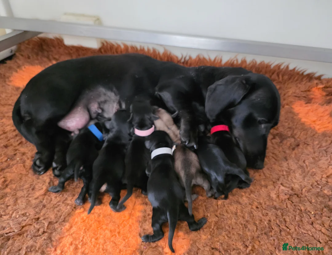 Miniature Dachshund dogs for sale: KC reg, solid Black puppies  - Advert 1