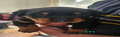 Rottweiler Puppy 2