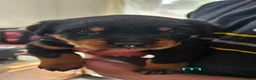 Rottweiler dogs for sale: 4 beautiful rottweiler puppies - Advert 16