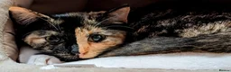 Domestic Shorthair cats for sale: Nova- 6 month old Female Kitten  - Advert 1