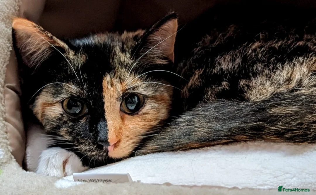 Domestic Shorthair cats for sale: Nova- 6 month old Female Kitten  - Advert 1