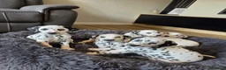 Dalmatian dogs for sale: Beautiful KC Reg Dalmatian Puppies in Newport - Advert 26