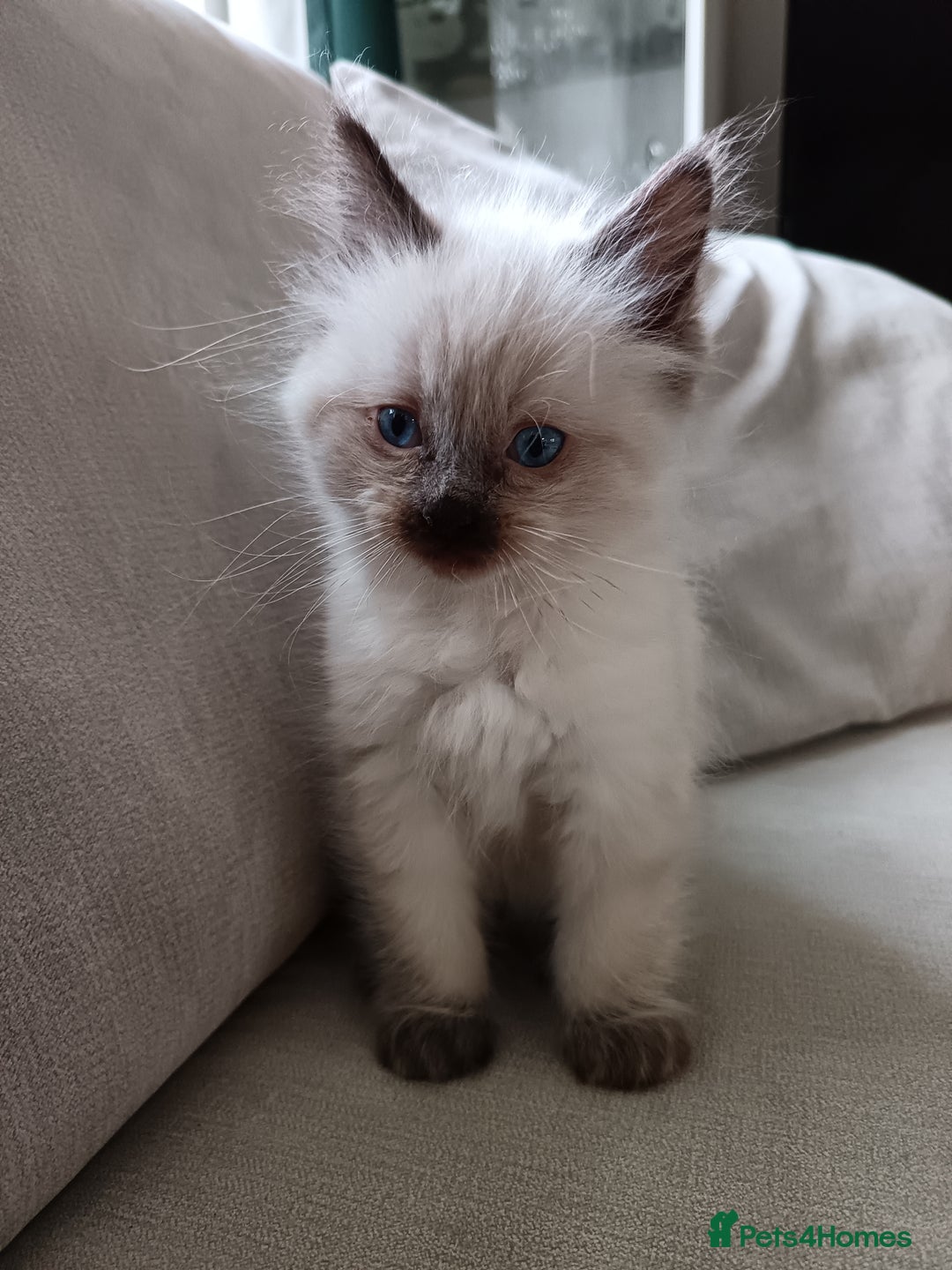 Ragdoll cats for sale: Ragdoll kittens  - Advert 7