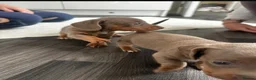 Miniature Dachshund dogs for sale: Kc Mini dachshund puppy’s  READY To LEAVE🐶🐶🐶 - Advert 20