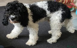 Cockapoo dogs for sale: Beautiful male f2 cockapoo (please read carefully) - Image 2