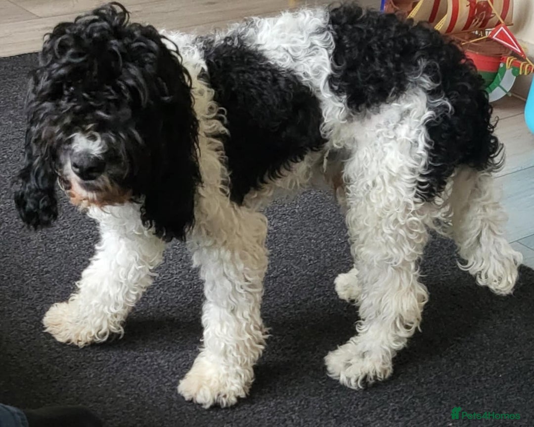 Cockapoo dogs for sale: Beautiful male f2 cockapoo (please read carefully) - Image 2