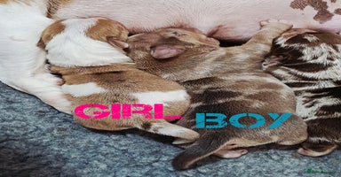 Jack Russell dogs - Advert 8