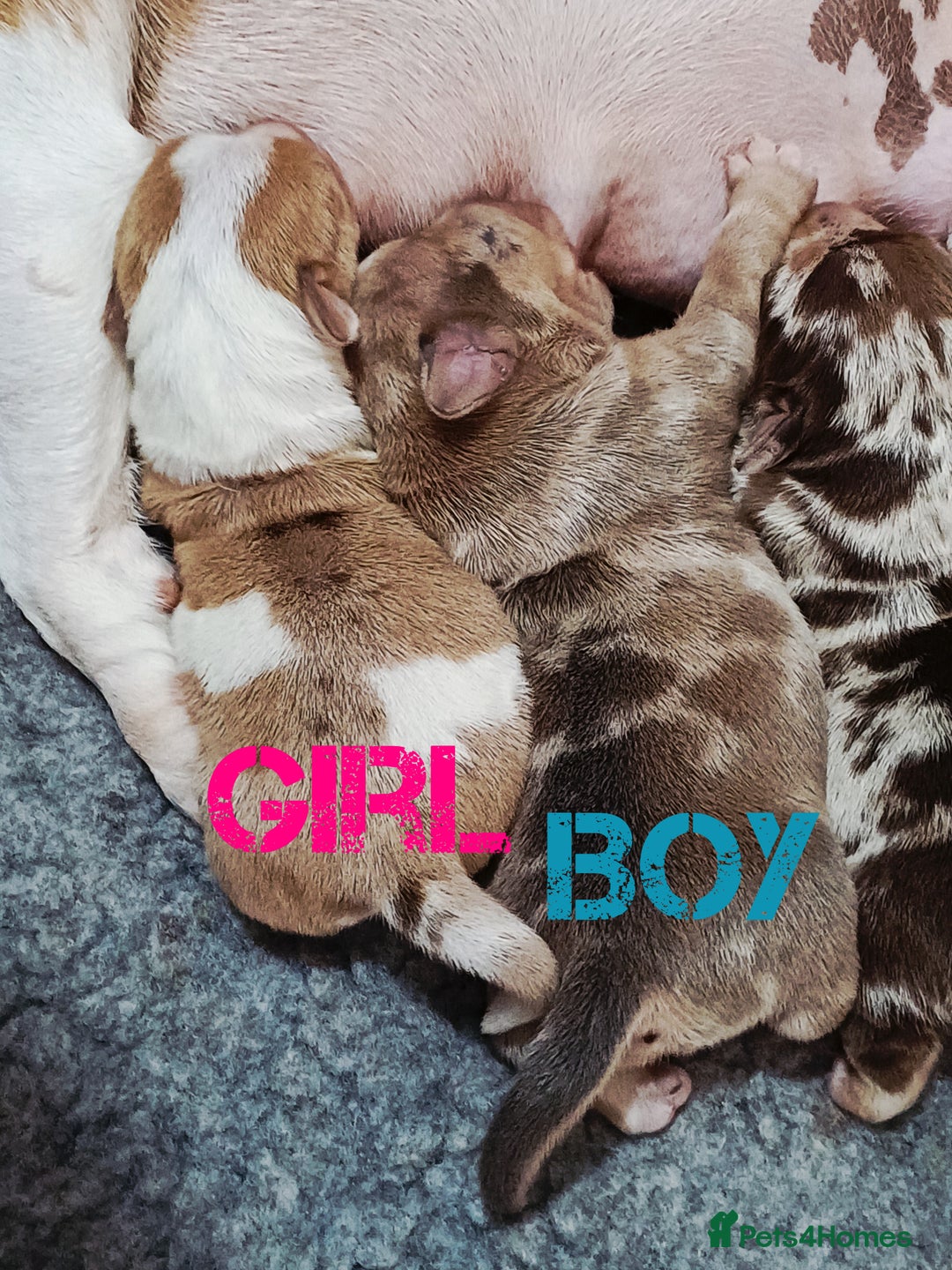 Jack Russell dogs for sale: Stunning Rare Colour Merle Jack Russell Puppies - Image 3
