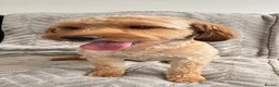 Cavapoo dogs for stud: Cavapoo stud  - Advert 2