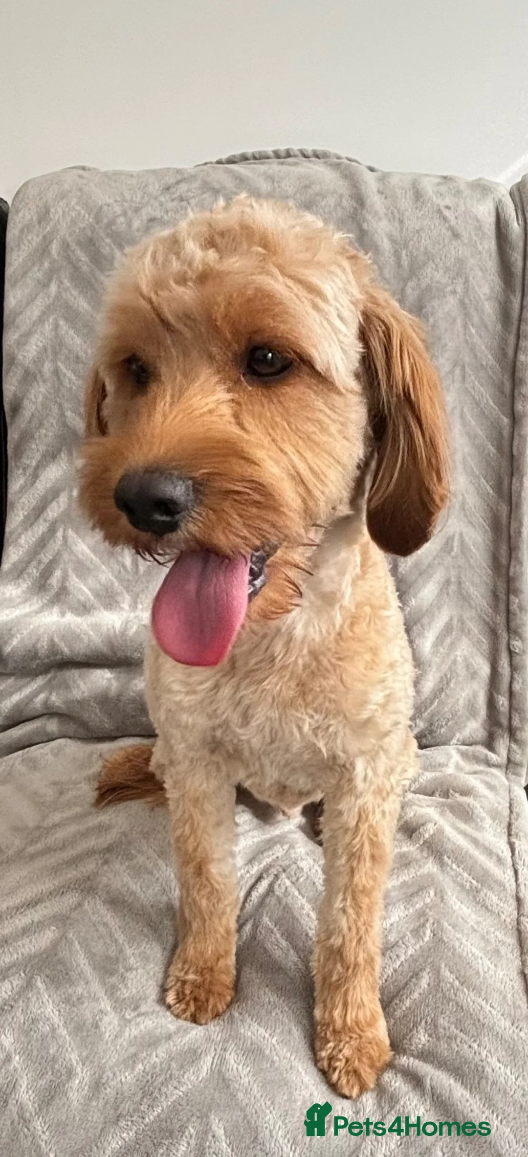 Cavapoo dogs for stud: Cavapoo stud  - Advert 2
