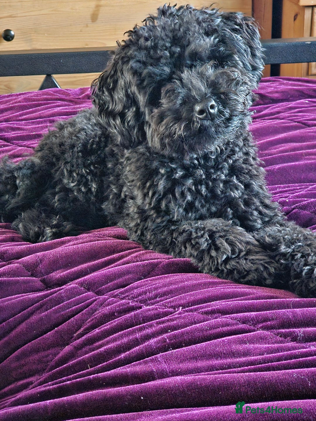 Toy Poodle dogs for sale: Toy Poodle Male 9 months  - Advert 2