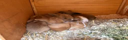 Mixed Breed rabbits for sale: 4x continental giant x French lop bunnies for sale in Sevenoaks - Advert 6