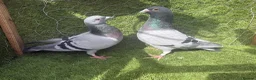 Pigeons birds for sale: Any Pair £65 - Healthy Breeding Pigeons - Advert 10