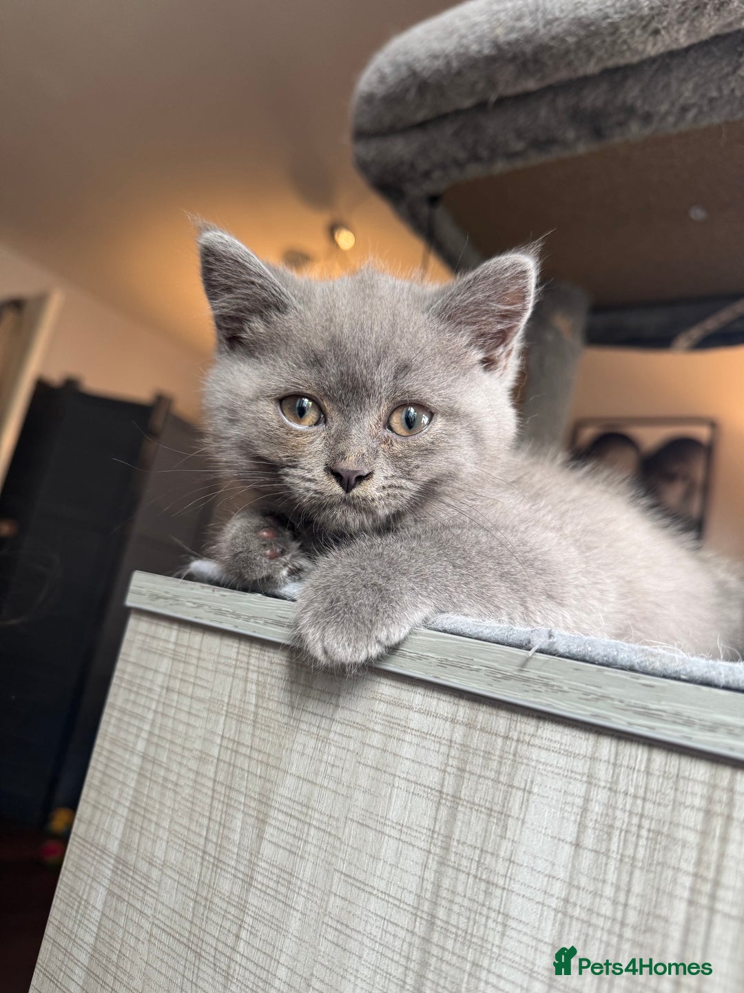 British Shorthair cats for sale: Pure BSH Kittens (available for breeding) in London - Image 1