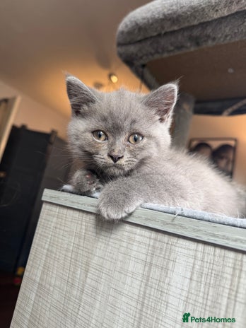 British Shorthair cats in London - Advert 7
