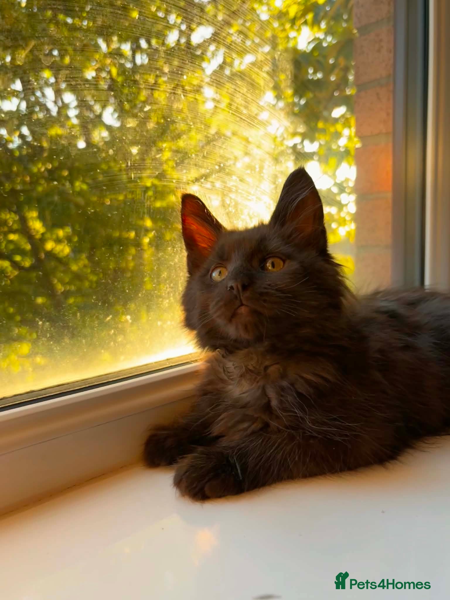 Maine Coon cats Black Smoke Maine Coon Boy – Ready Now - Advert 8