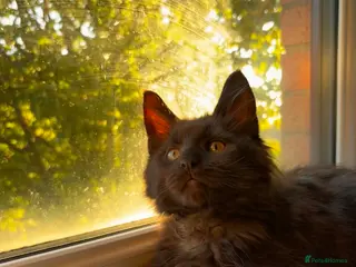 Maine Coon cats Black Smoke Maine Coon Boy – Ready Now - Advert 8