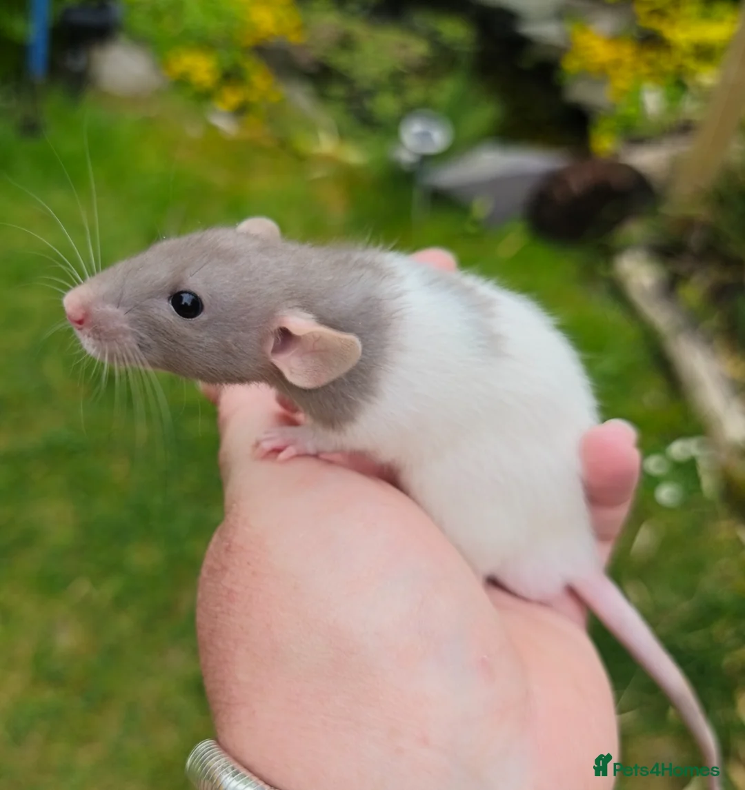 Rat rodents for sale: Dumbo rats  - Advert 4