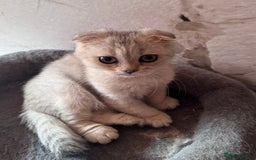 Scottish Fold cats for sale: Scottish fold kittens in hull - Image 15