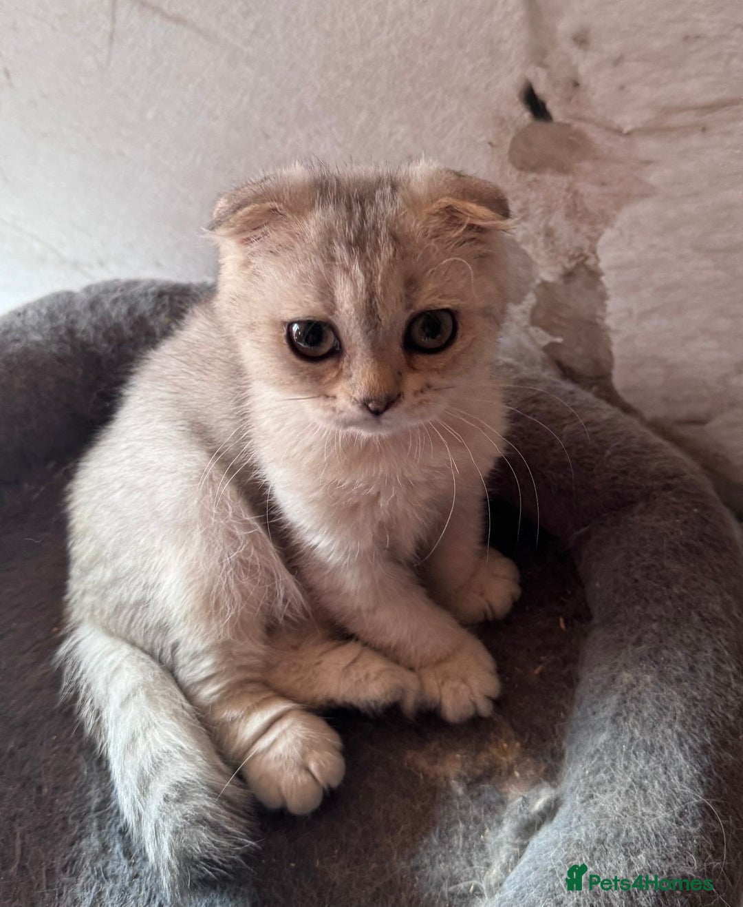 Scottish Fold cats for sale: Scottish fold kittens in hull - Image 15