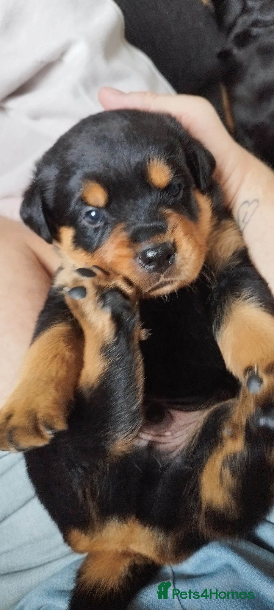 Rottweiler dogs Rottweiler puppies for sale - Advert 16