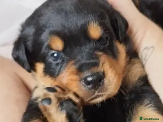 Rottweiler dogs Rottweiler puppies for sale - Advert 18