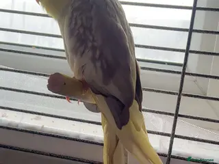 Cockatiels birds Cockatiel - Advert 1
