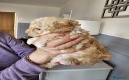 Cockapoo dogs for sale: 1 beautiful cockapoo girl - Image 4