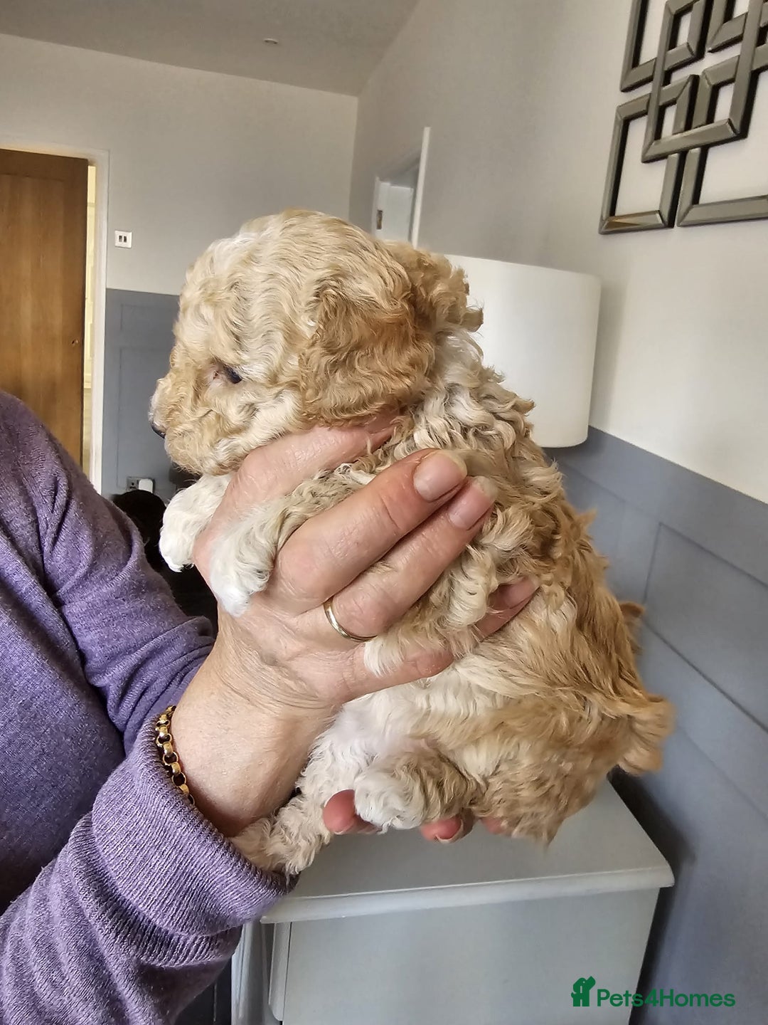Cockapoo dogs for sale: 1 beautiful cockapoo girl - Image 4