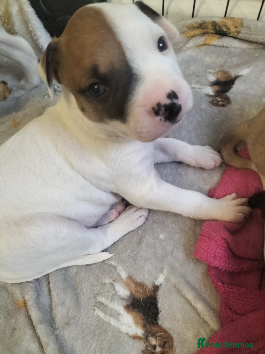 Mixed Breed dogs for sale: Cute litter of puppies  - Advert 29