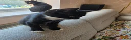 Mixed Breed cats for sale: Black and white male kitten - Advert 5