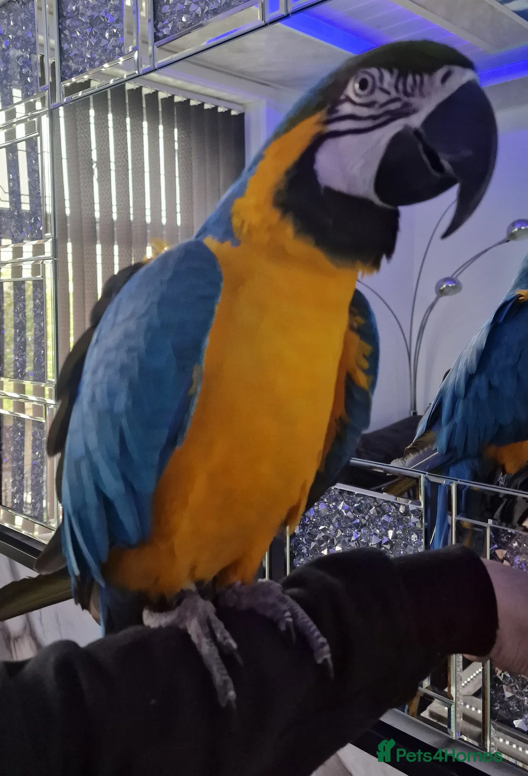Budgerigars birds for sale: Tame Blue&Gold Macaw - Advert 4