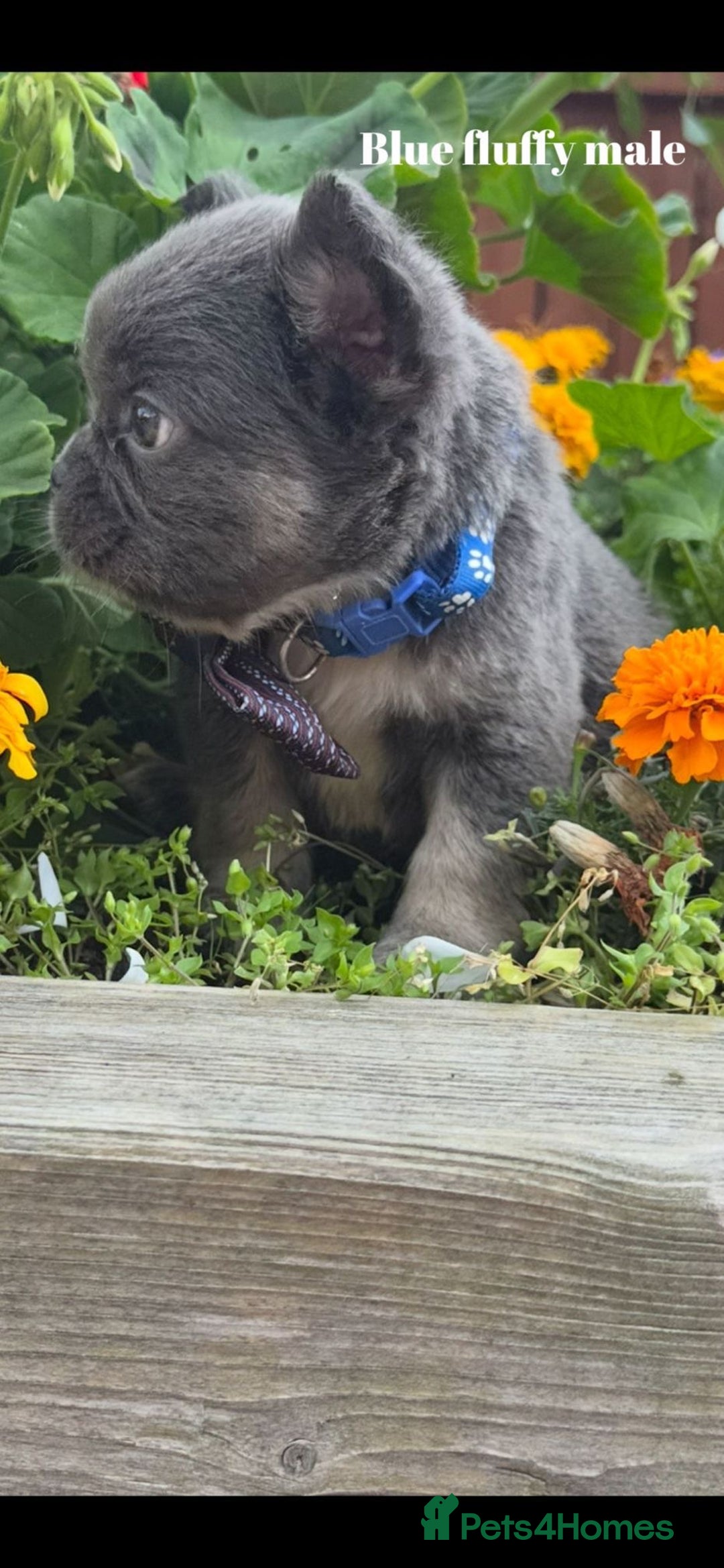 French Bulldog dogs for sale: Beautiful small build fluffy/fluffy carrier french - Image 16