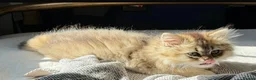 Mixed Breed cats for sale: SW1V 4au in London - Advert 3