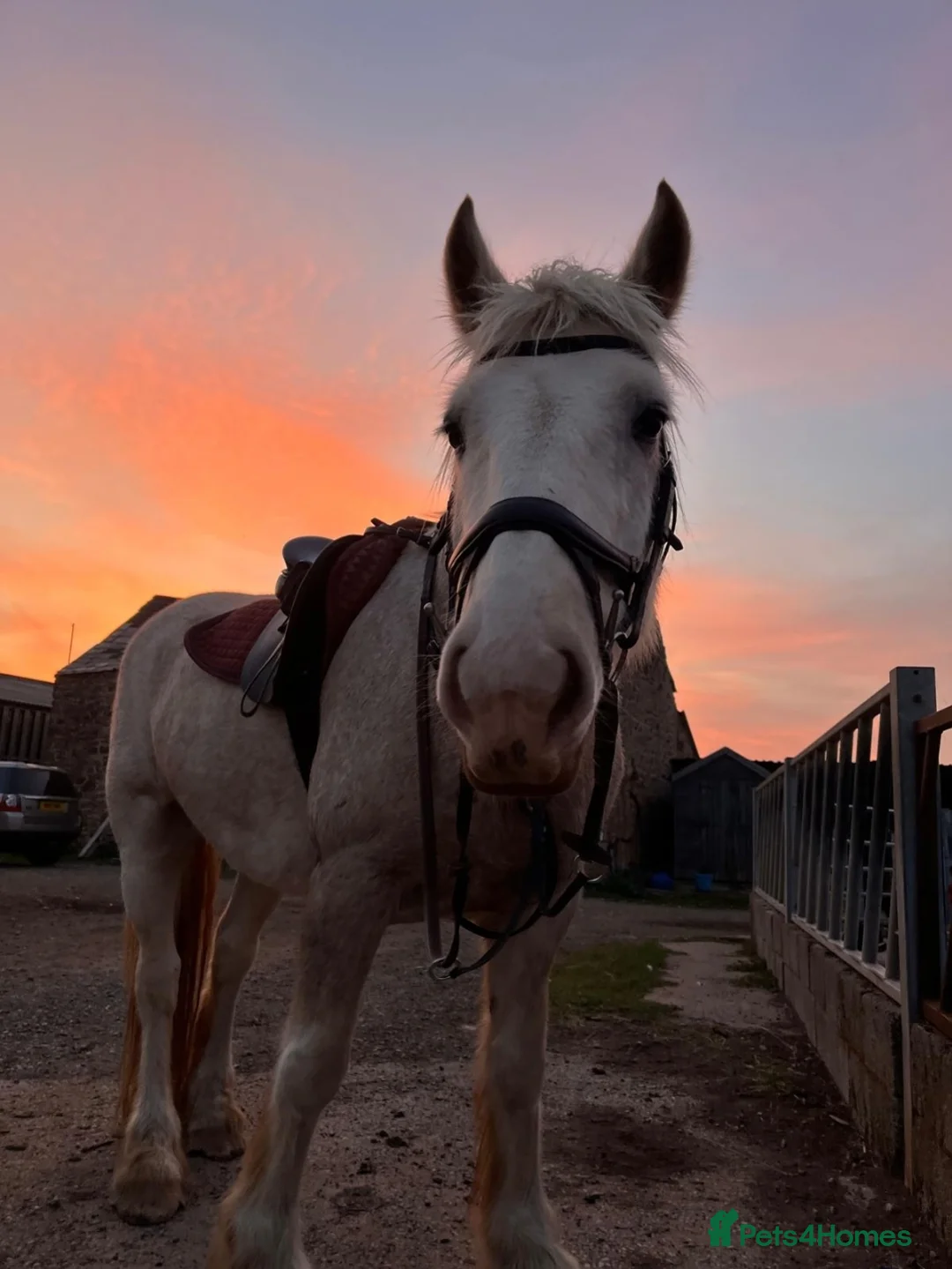 Other Breed horses for sale: 15Hh Red Blagdon Gelding Cob | 7 years old - Advert 2
