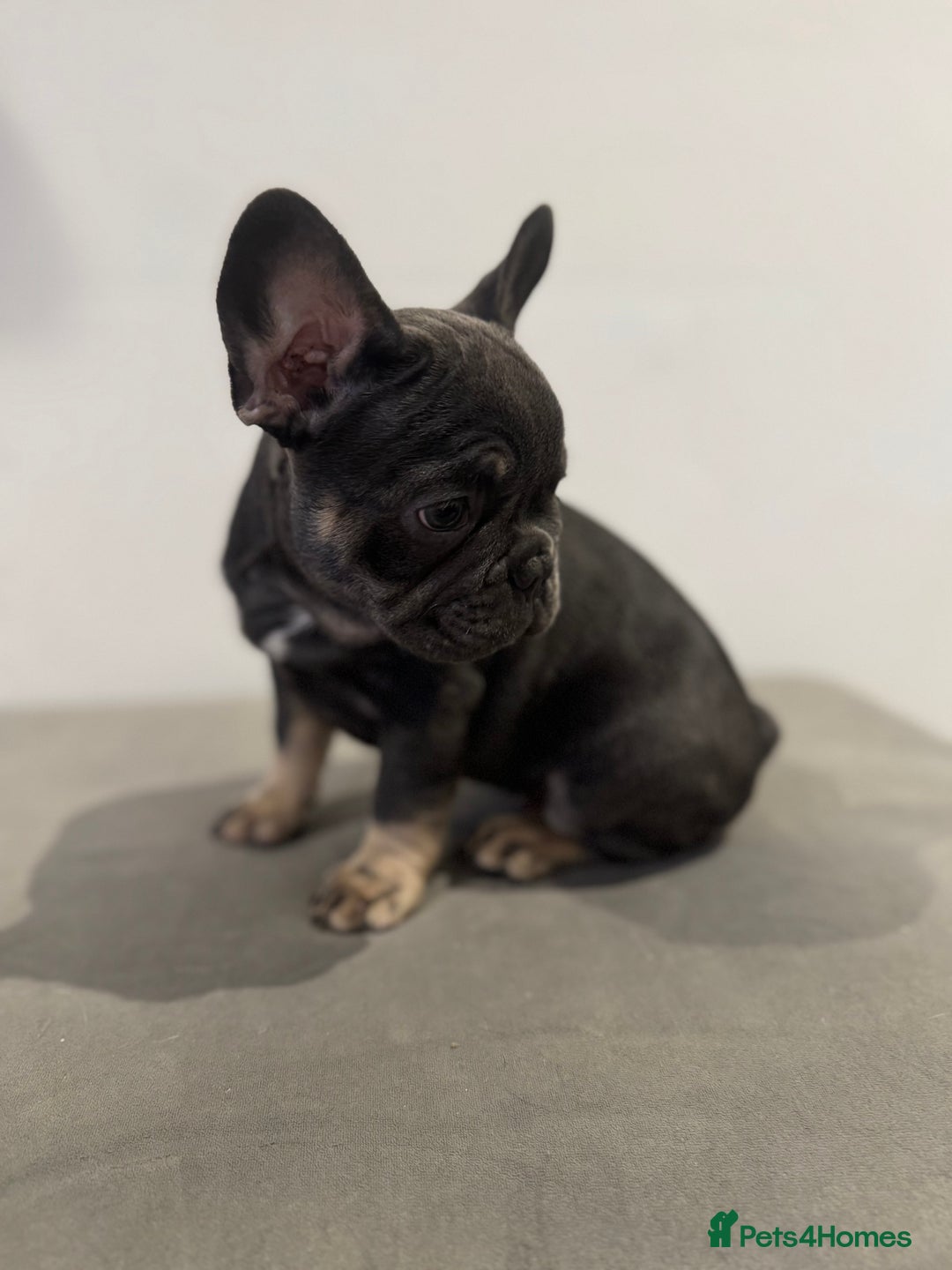 French Bulldog dogs for sale: French bulldogs ready for  **   **   - Advert 12