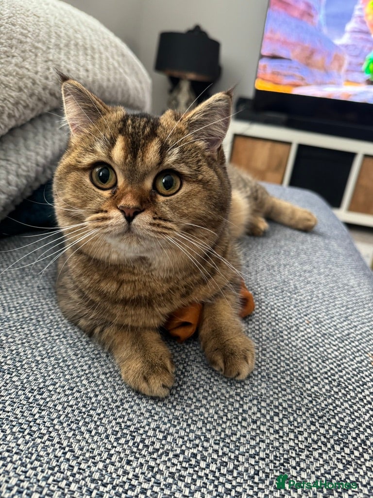 British Shorthair cats Pedigree GCCF Registered British Shorthair - Advert 1