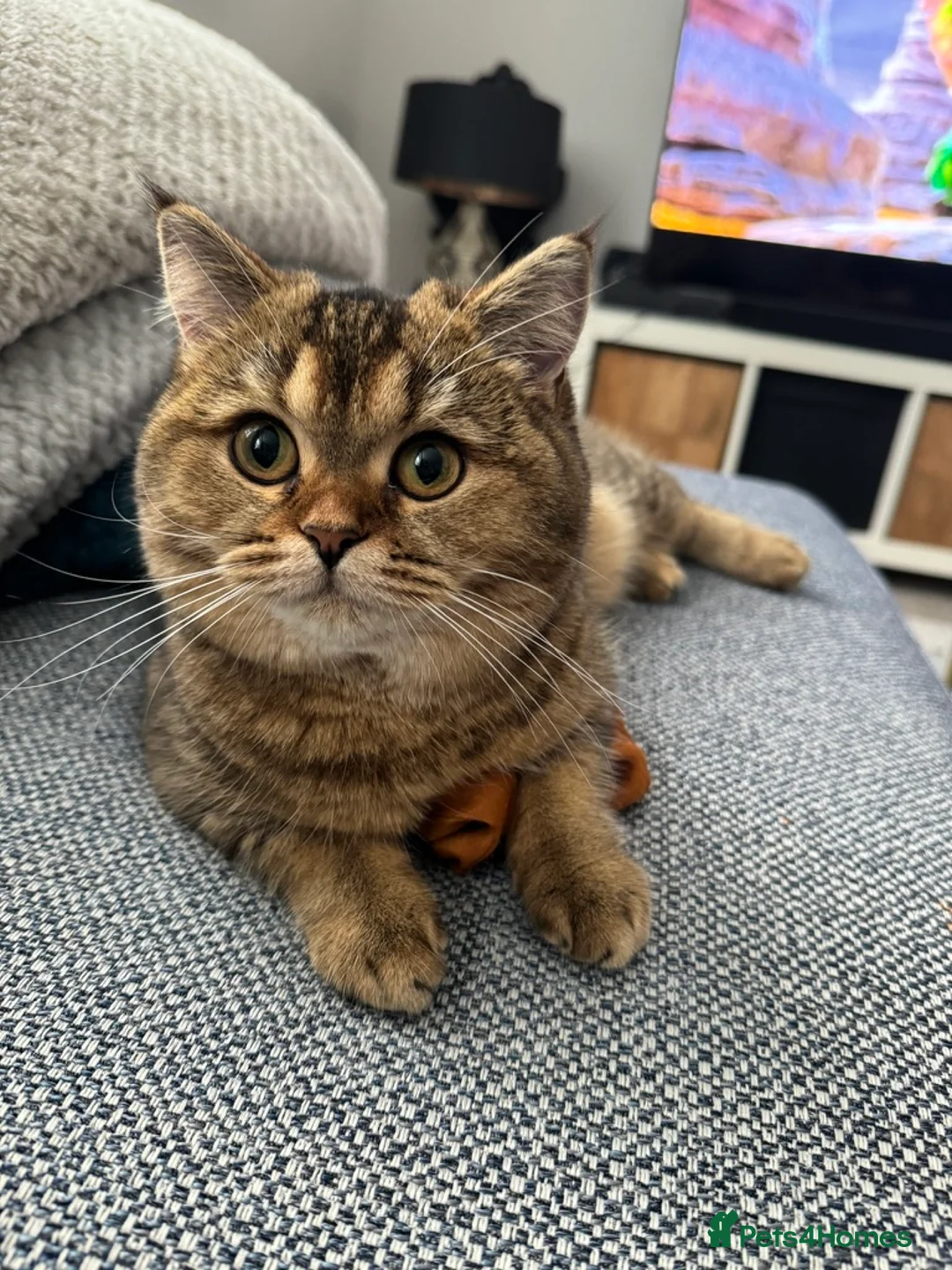 British Shorthair cats for sale: Pedigree GCCF Registered British Shorthair - Advert 1